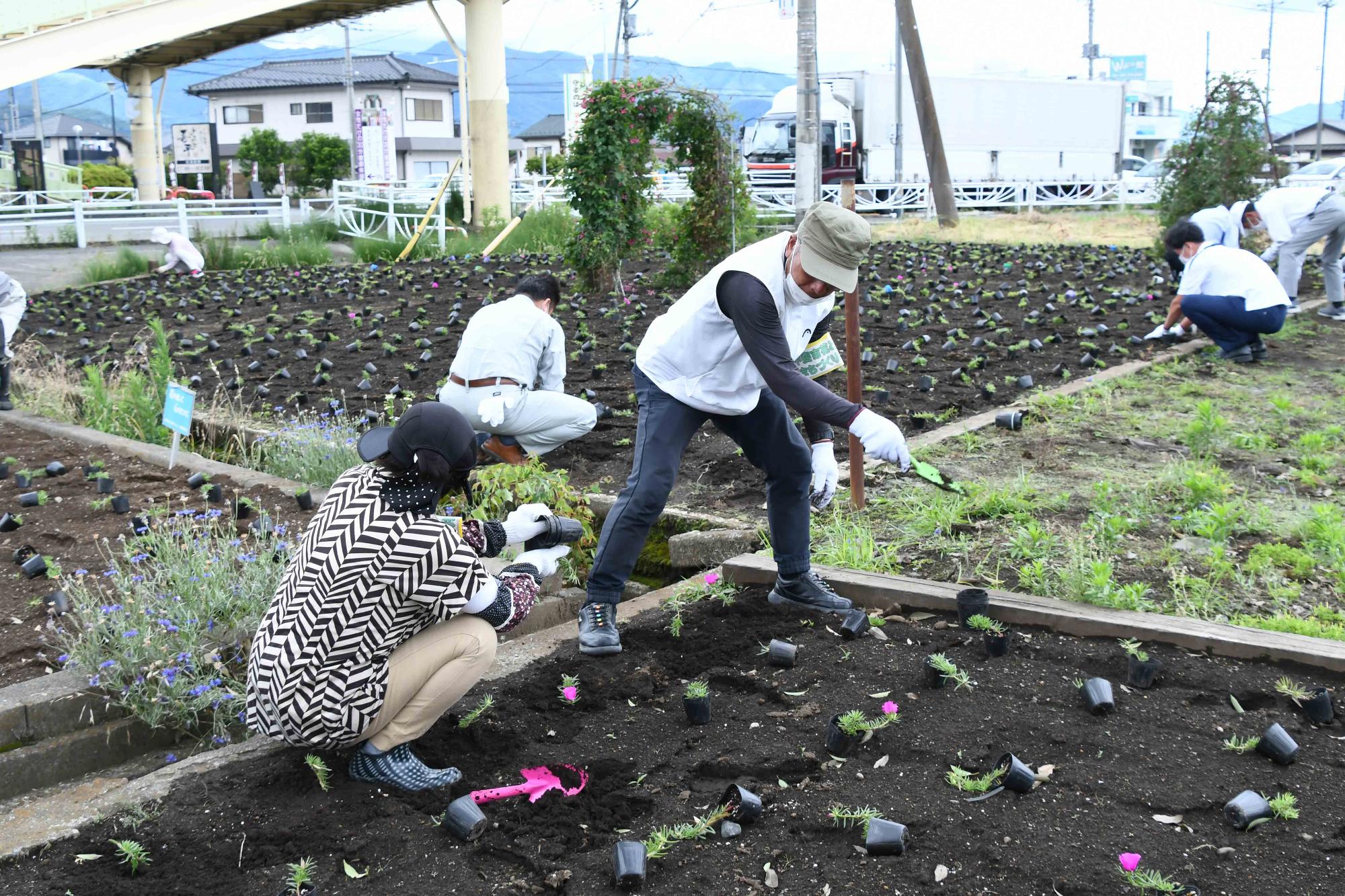 20220607一斉植花ボランティア