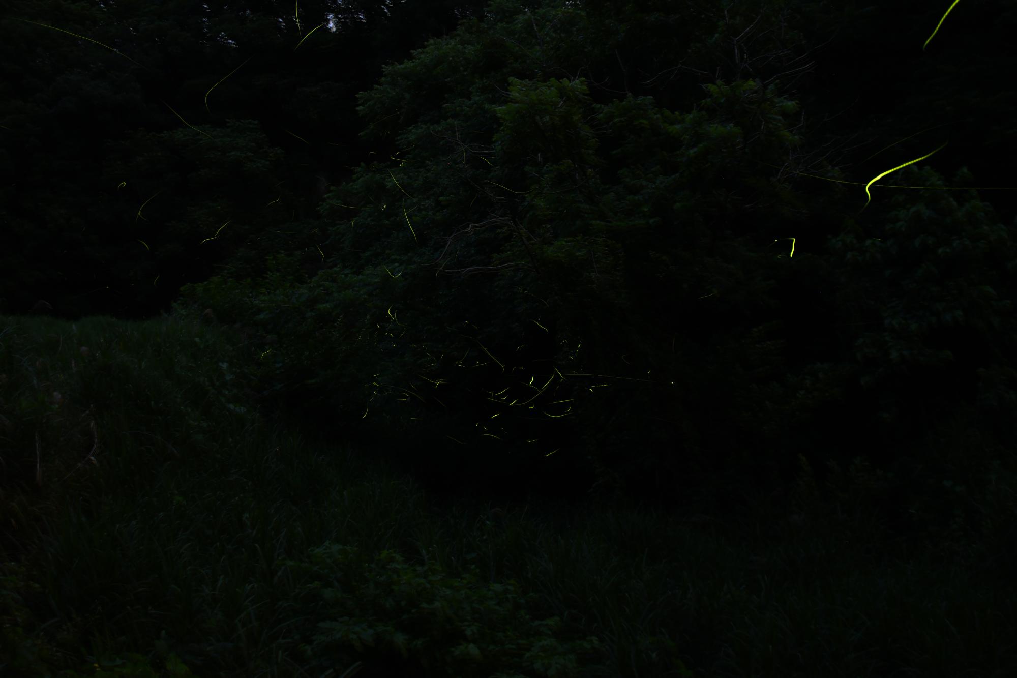 20220616ホタル