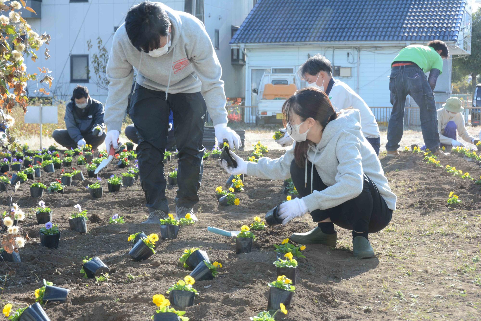 20221108秋の一斉植花