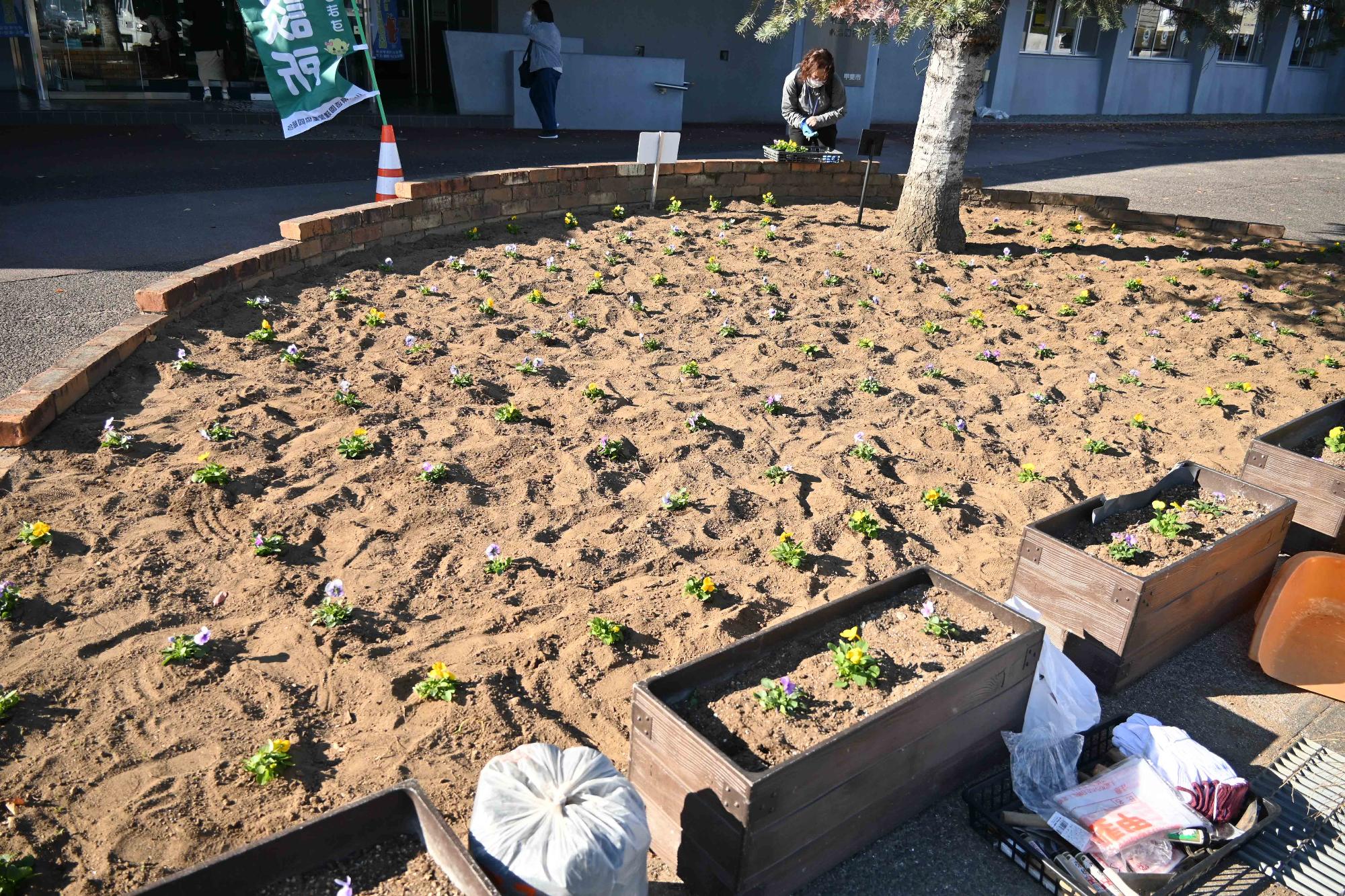 20221108秋の一斉植花