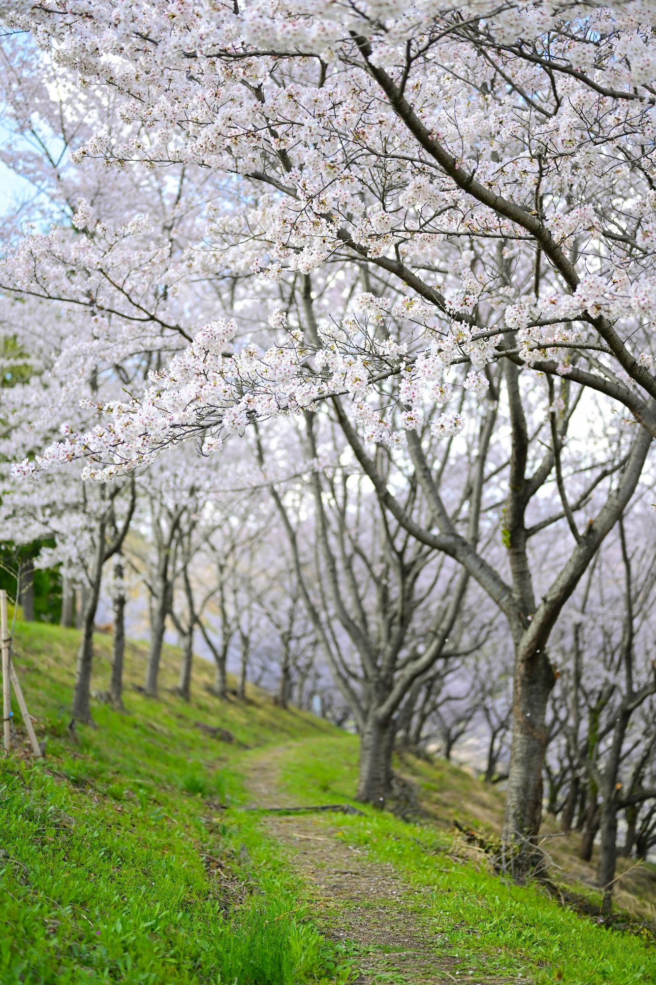 20230328敷島総合公園