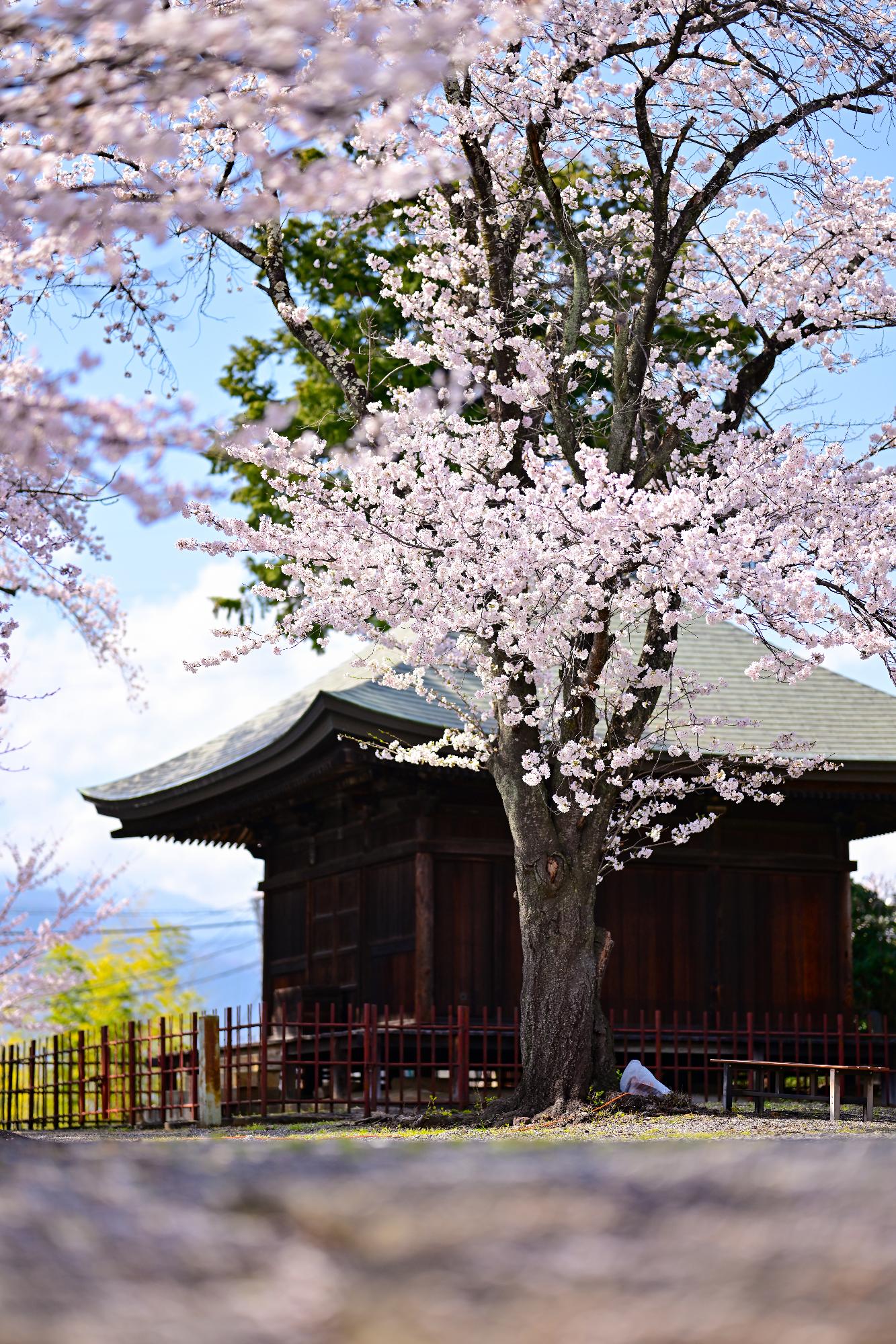 20230328光照寺