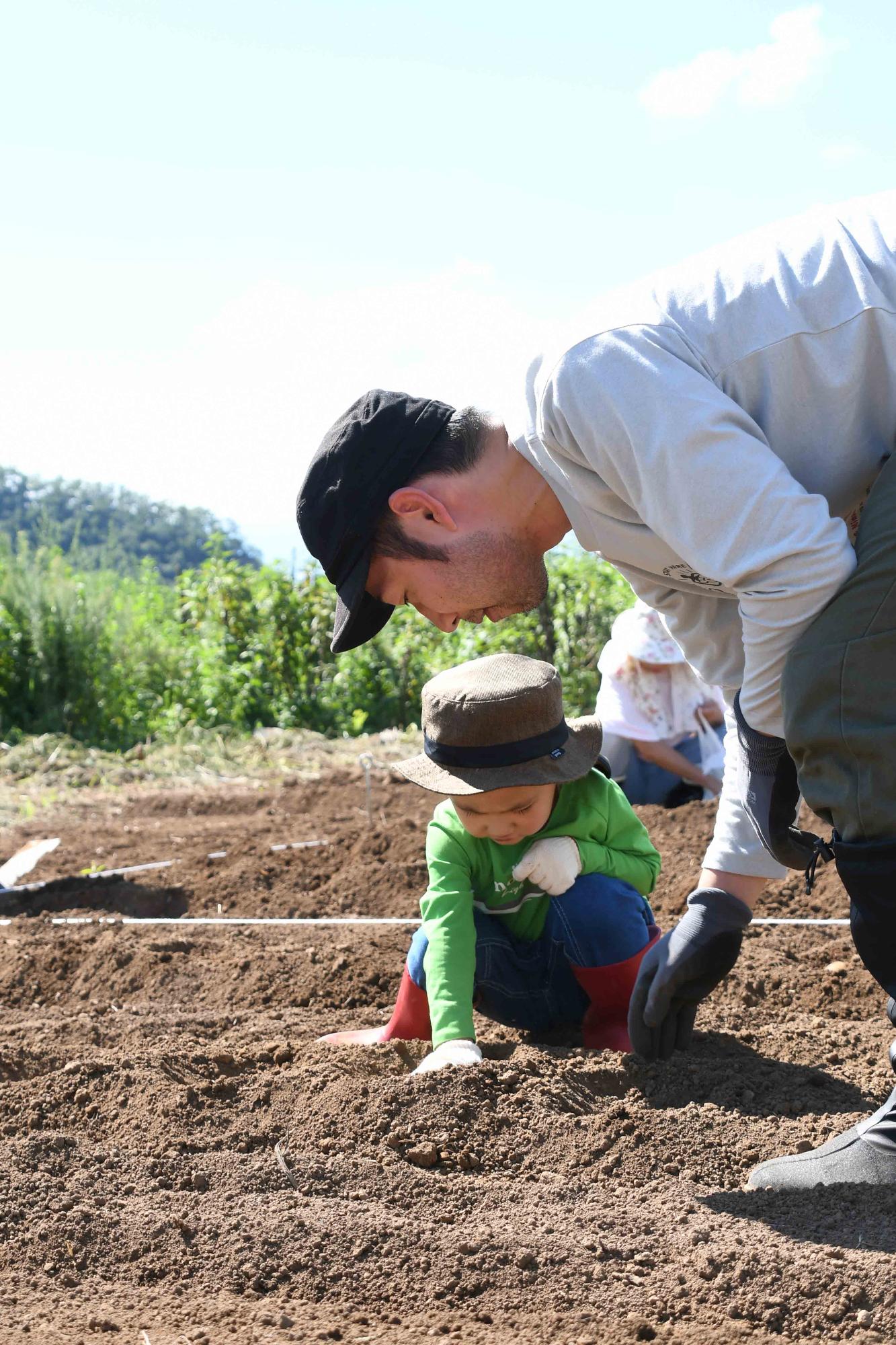 20230826じゃがいも植え付け体験