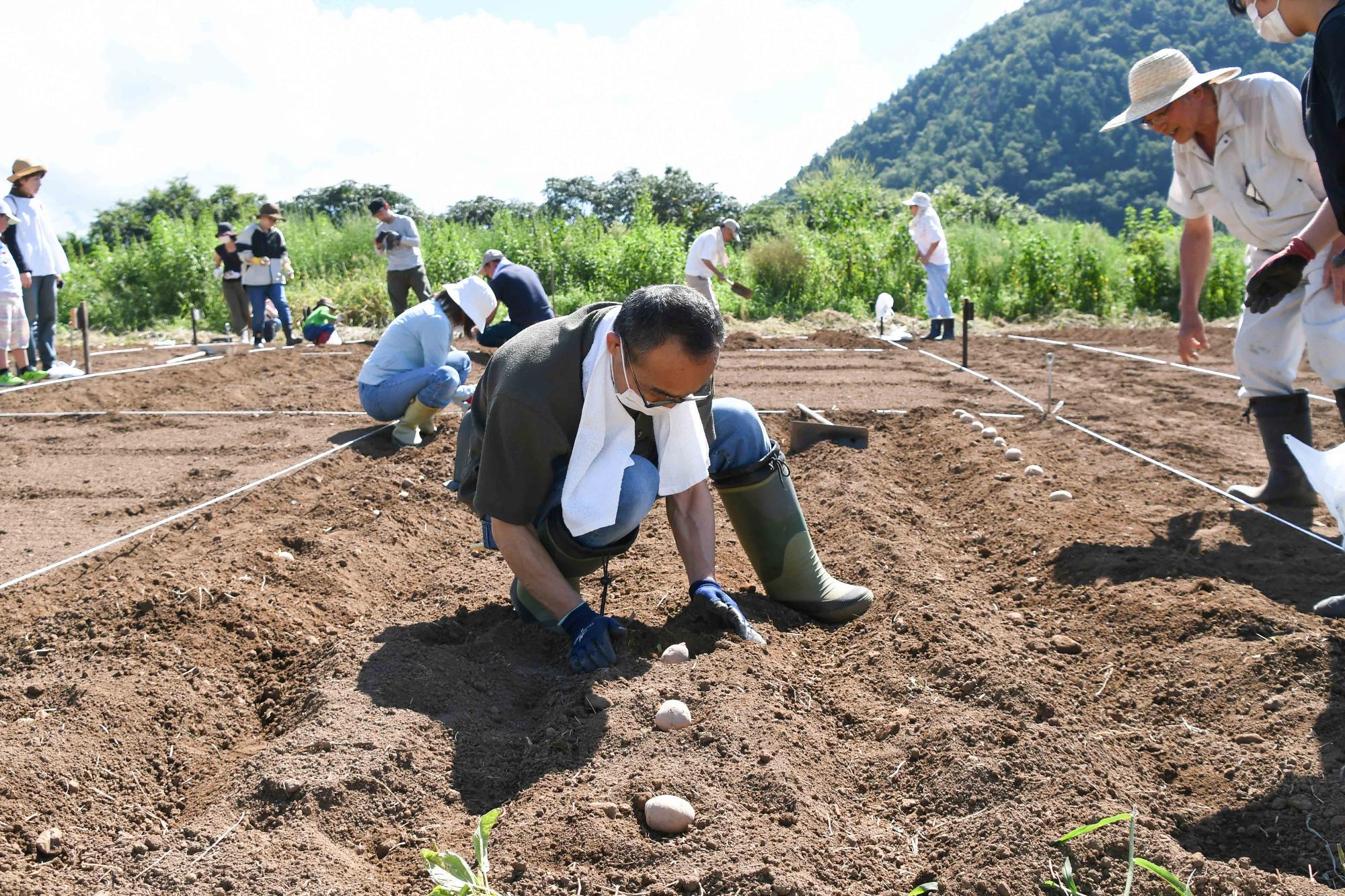 20230826じゃがいも植え付け体験