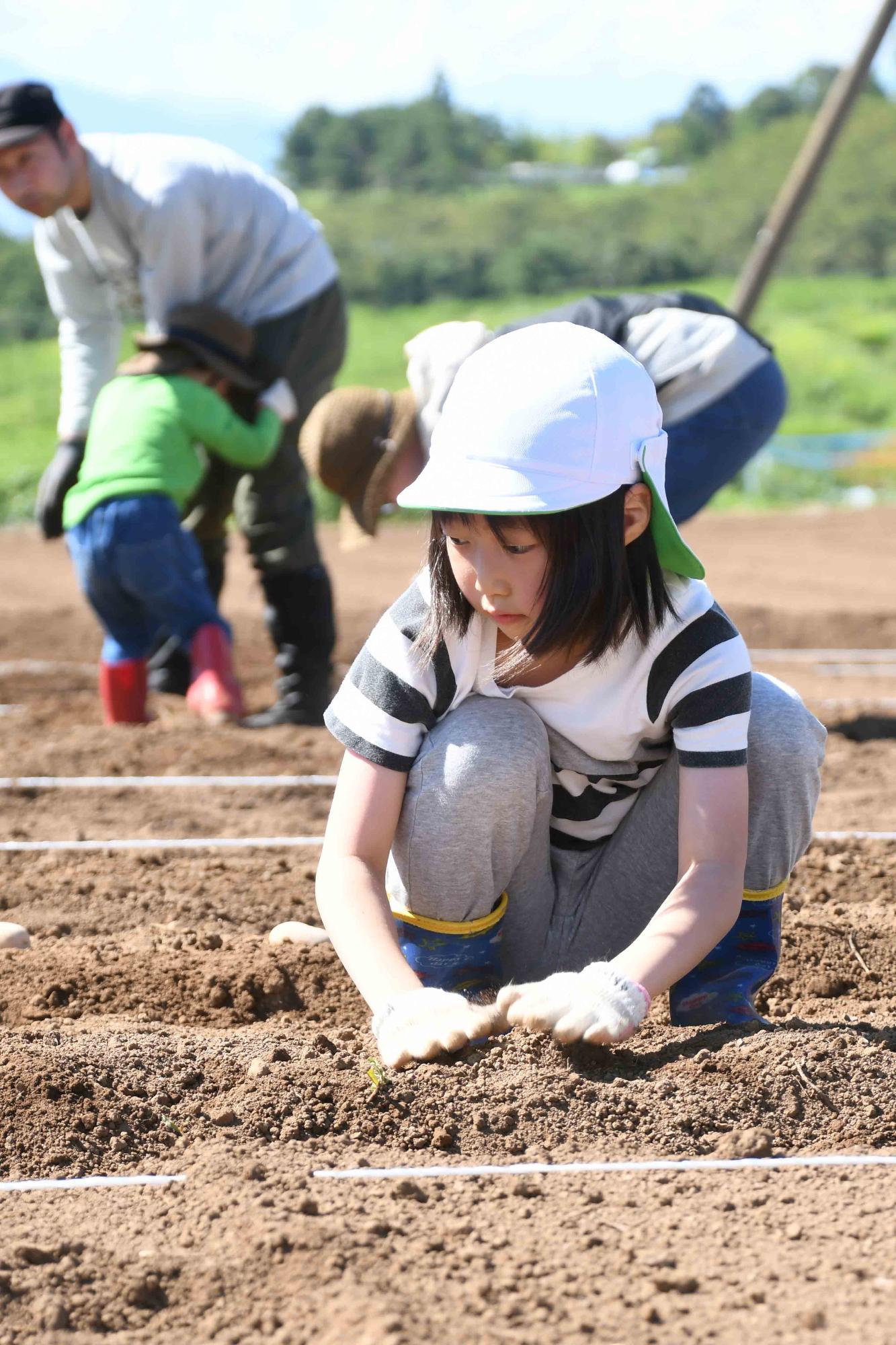 20230826じゃがいも植え付け体験