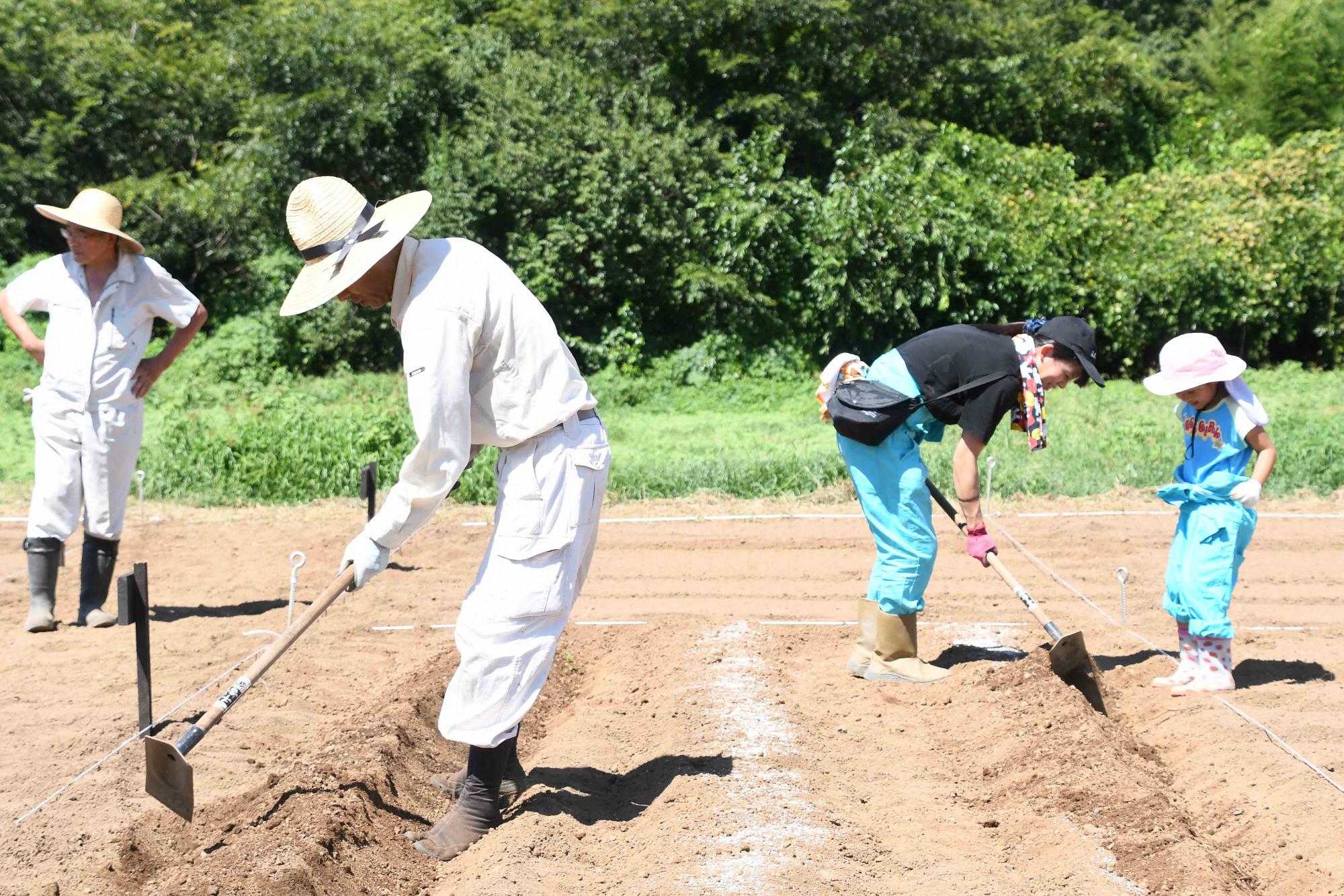 20230826じゃがいも植え付け体験