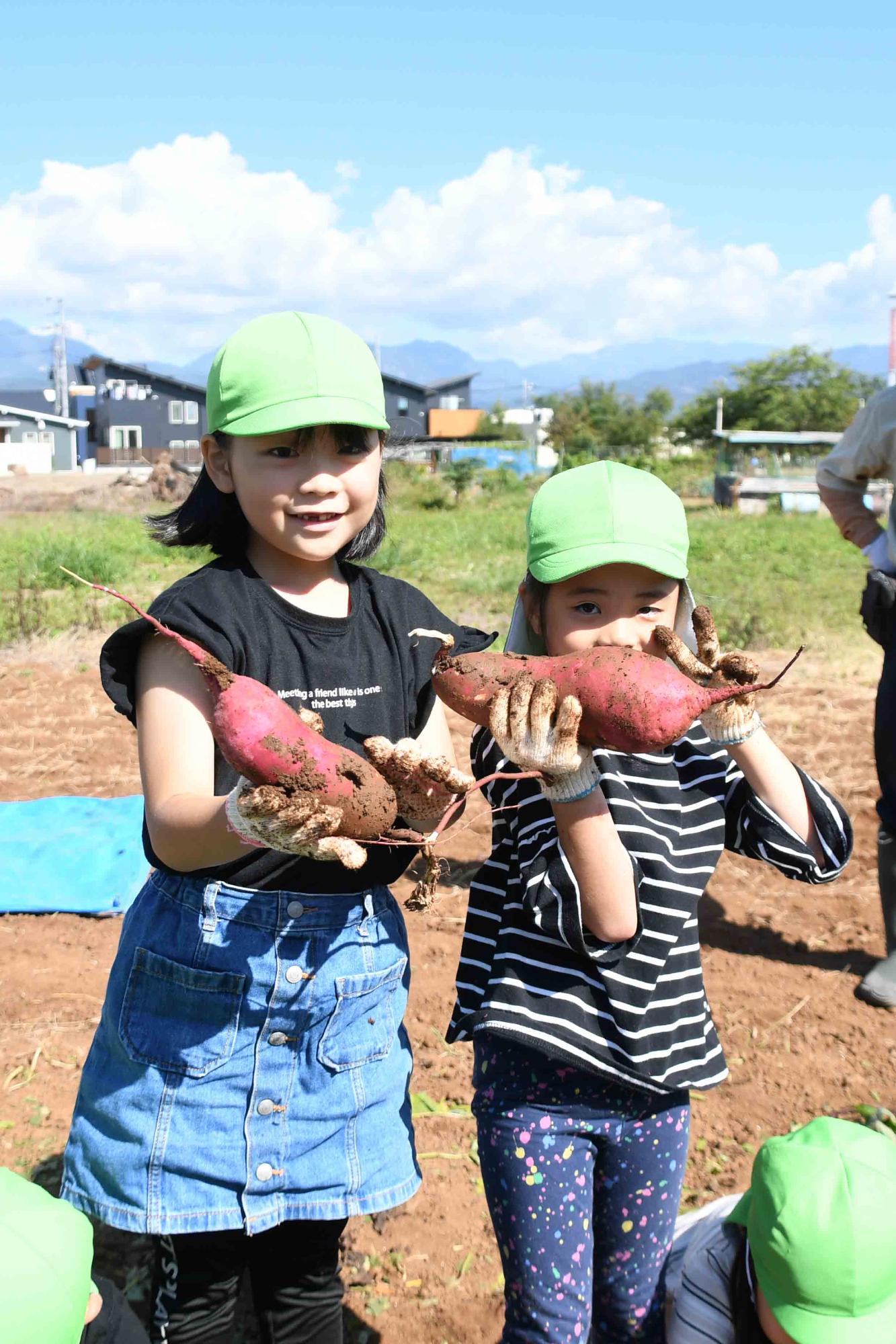 20231012竜王北保育園さつまいも掘り