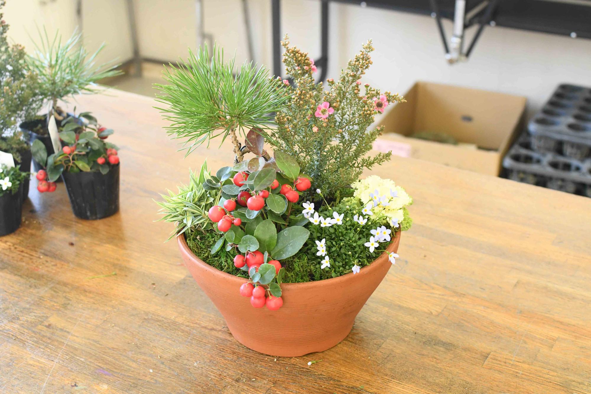 20231220正月向け寄せ植え教室