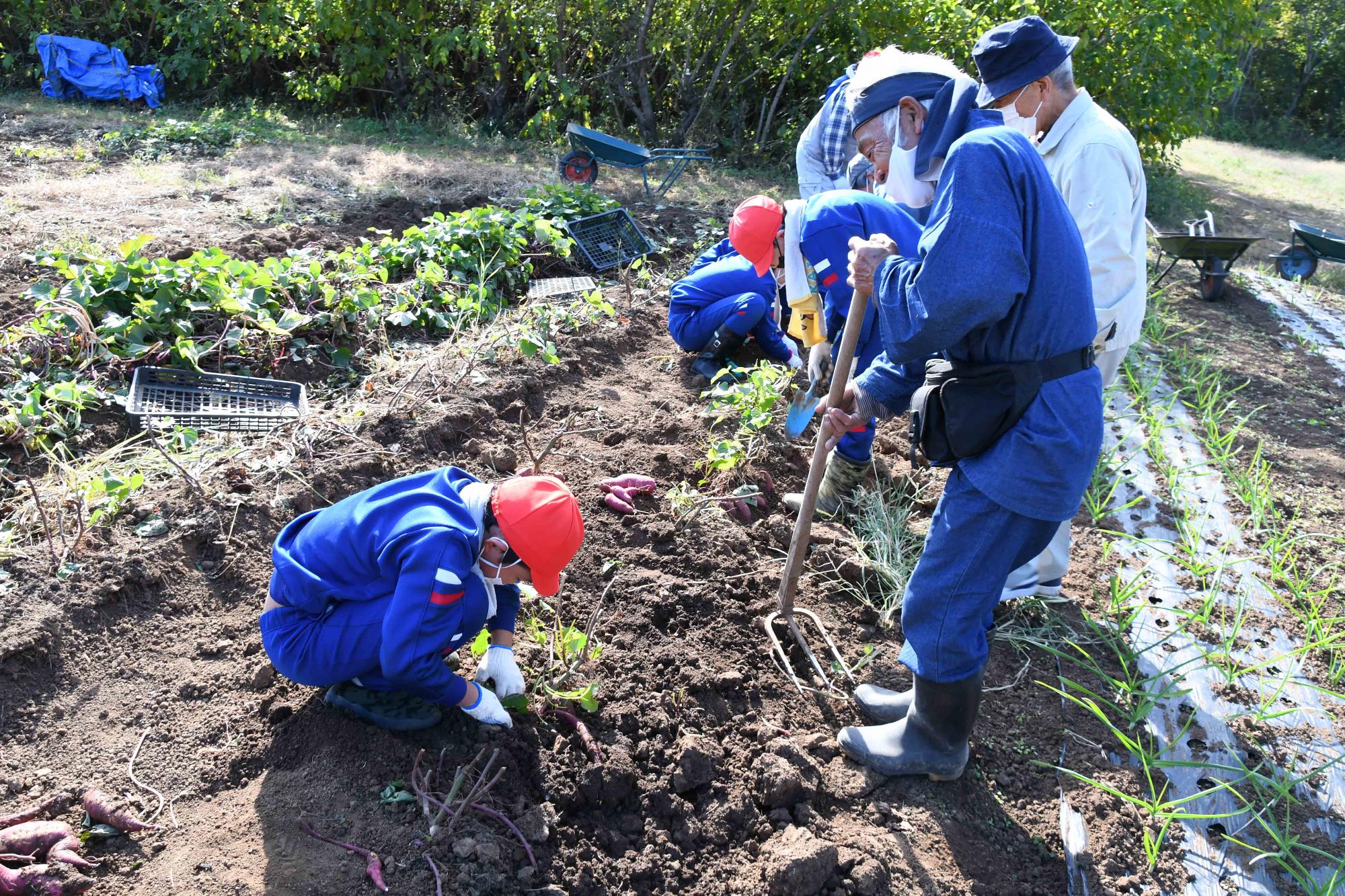 1104双葉西小さつまいも掘り