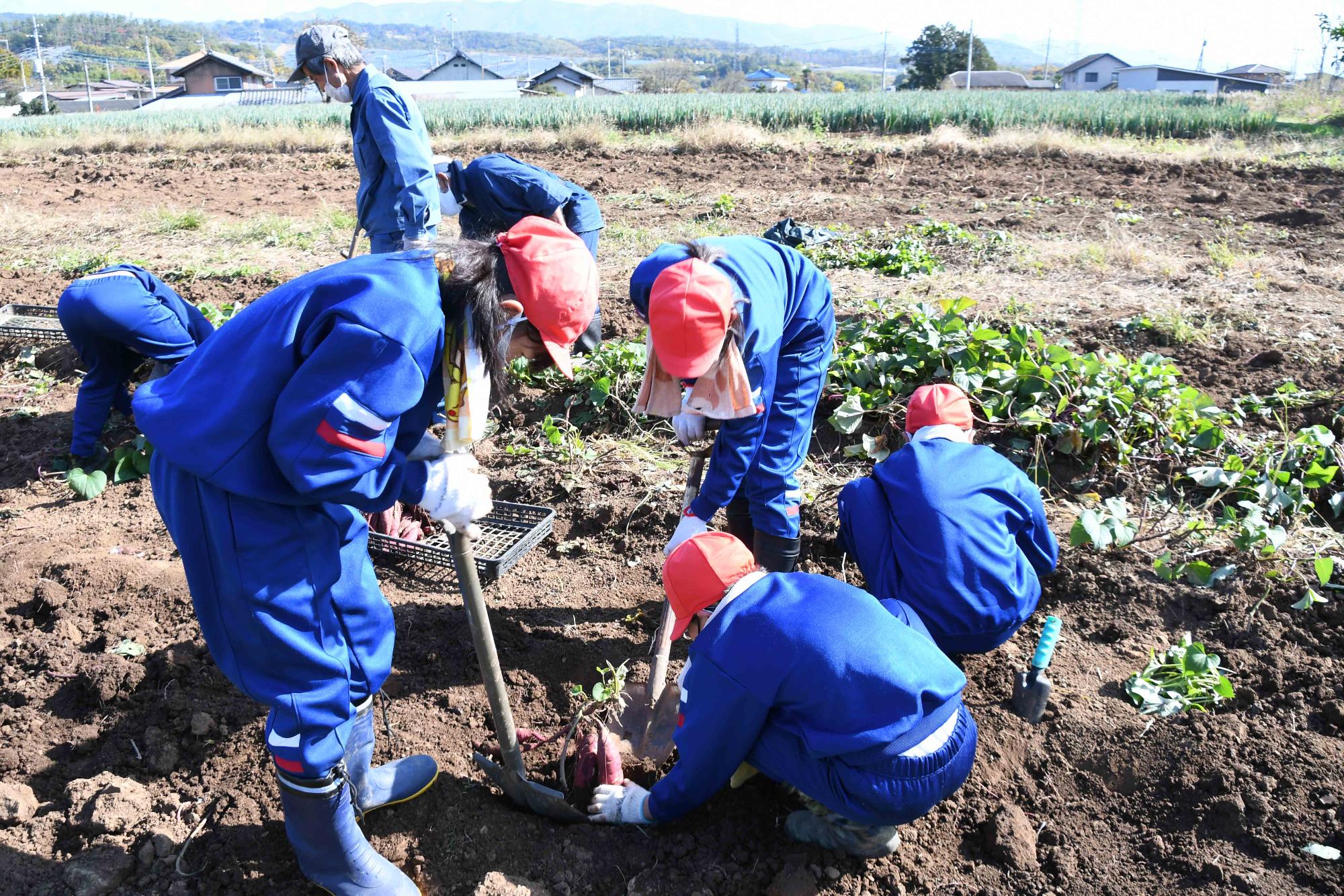 1104双葉西小さつまいも掘り