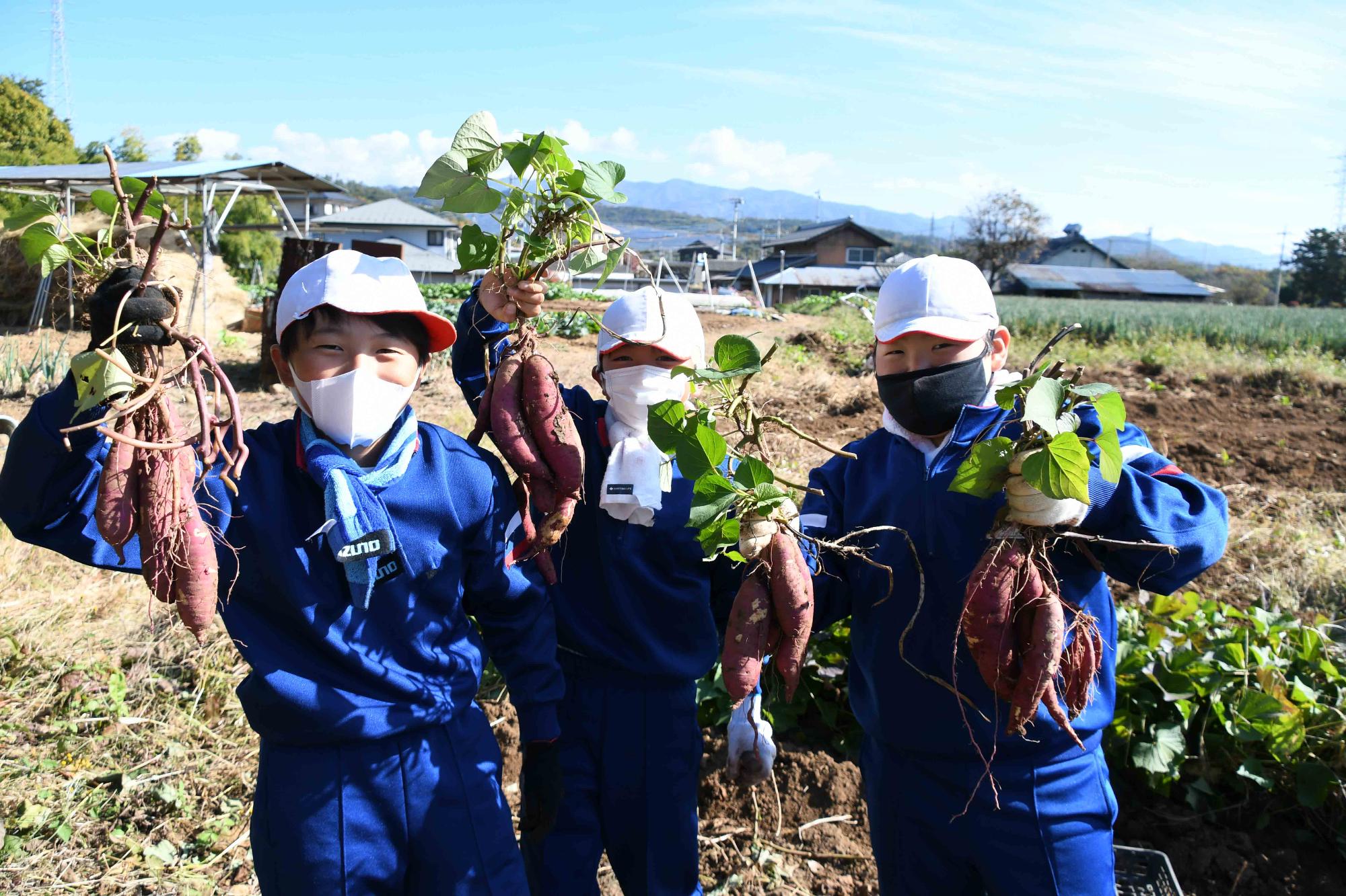1104双葉西小さつまいも掘り