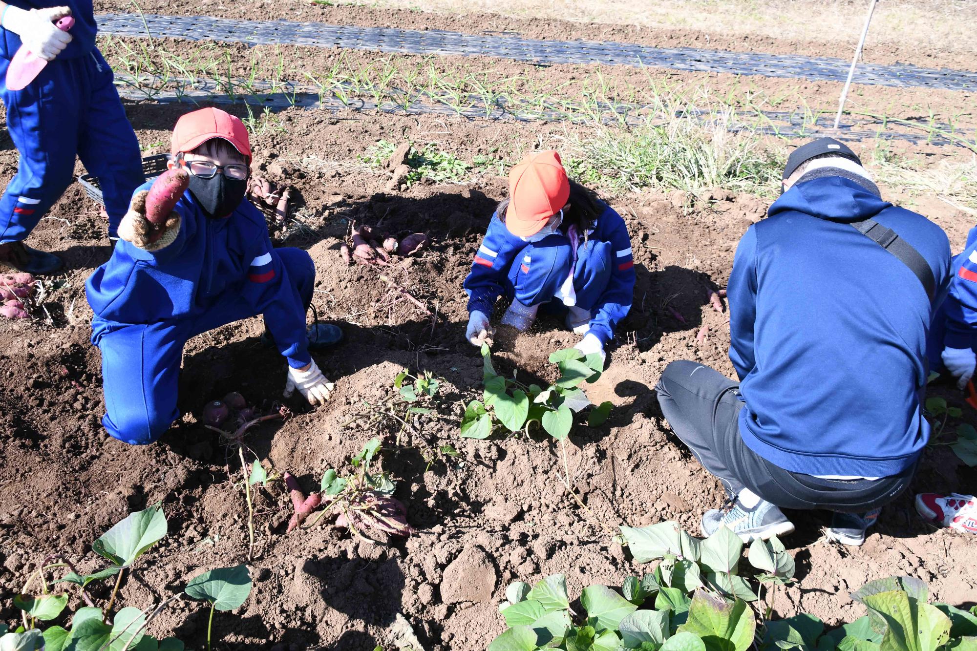 1104双葉西小さつまいも掘り