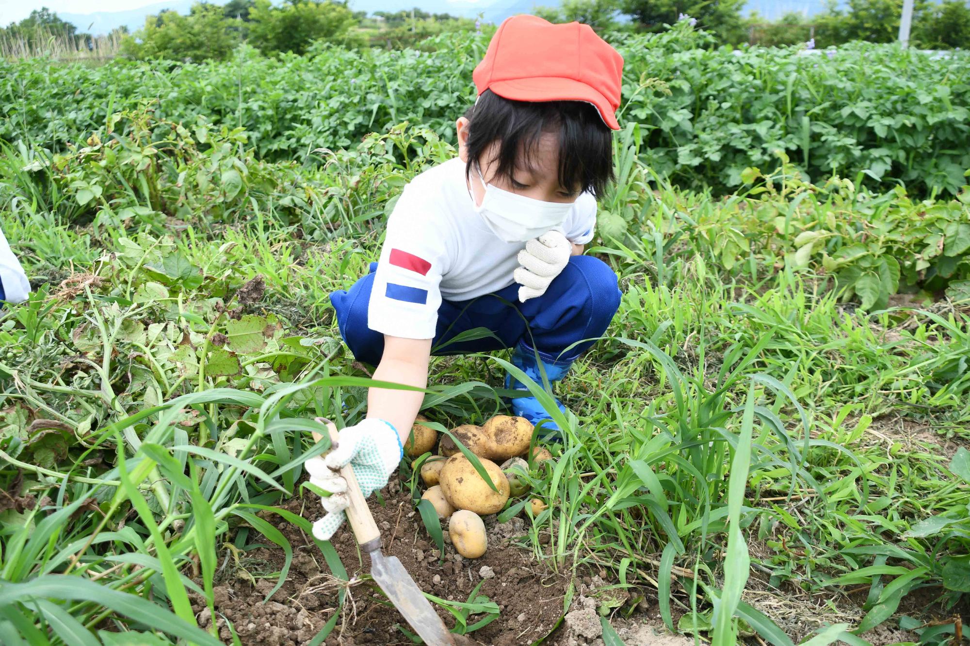 0623じゃがいも掘り