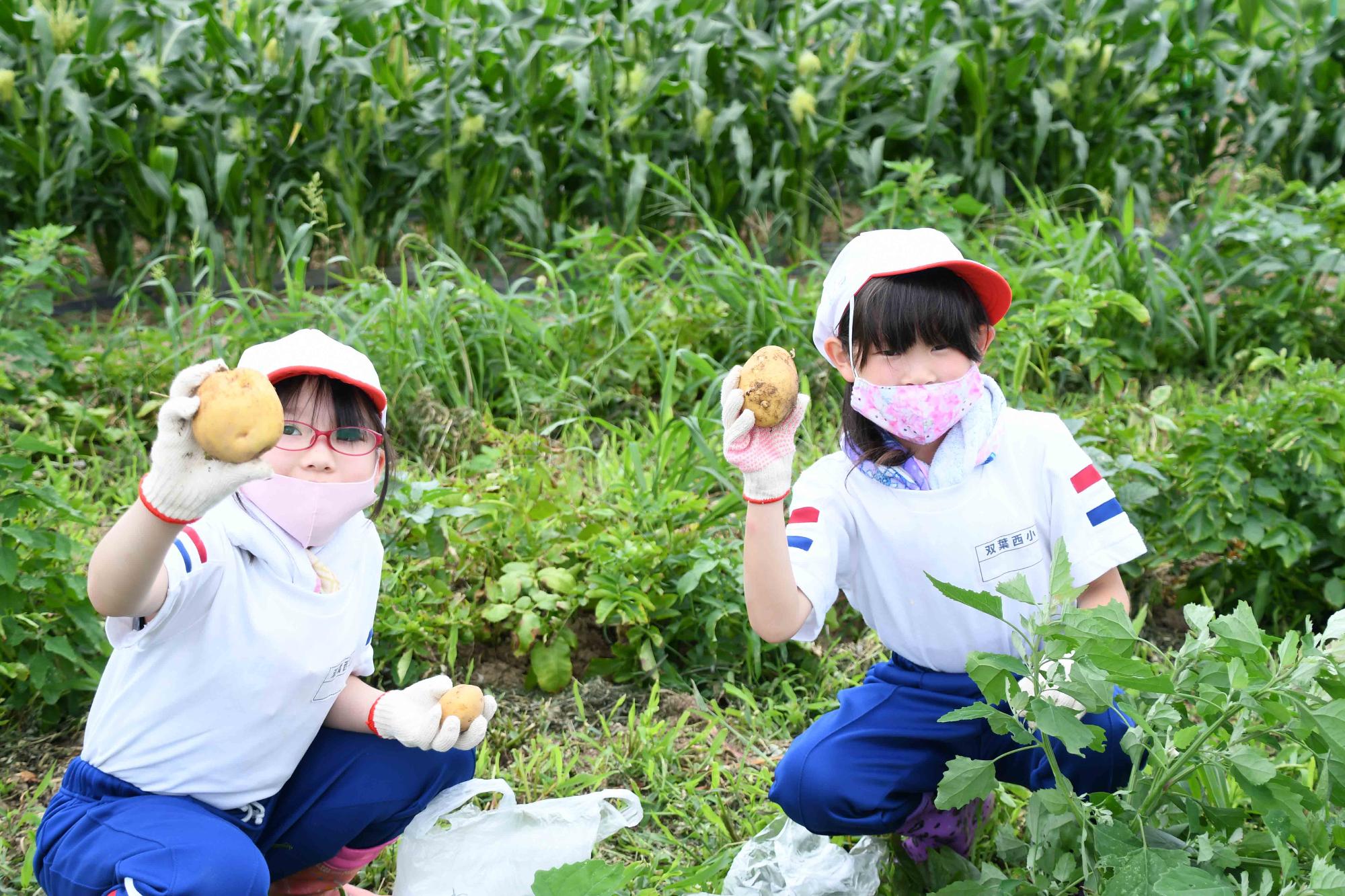0623じゃがいも掘り