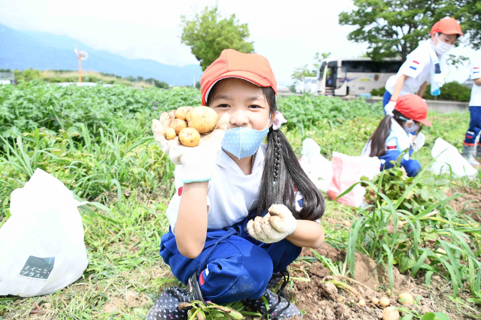 0623じゃがいも掘り
