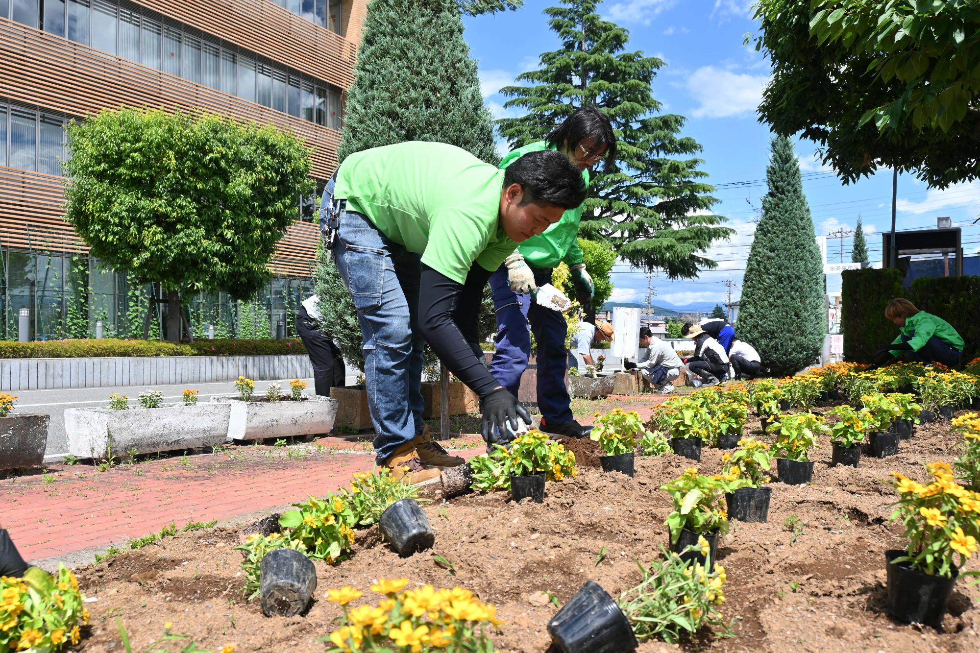 春の一斉植花5626