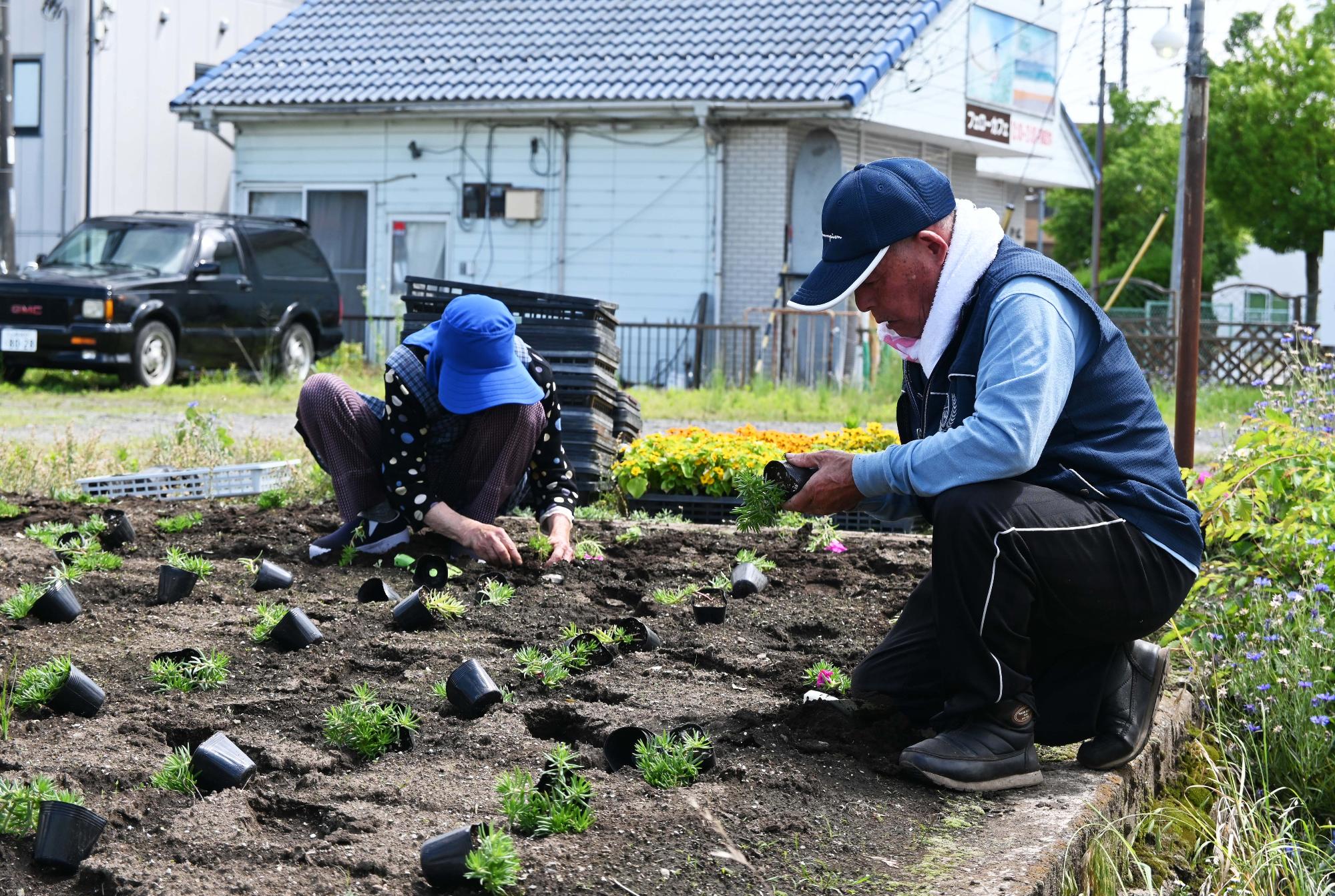 春の一斉植花5683