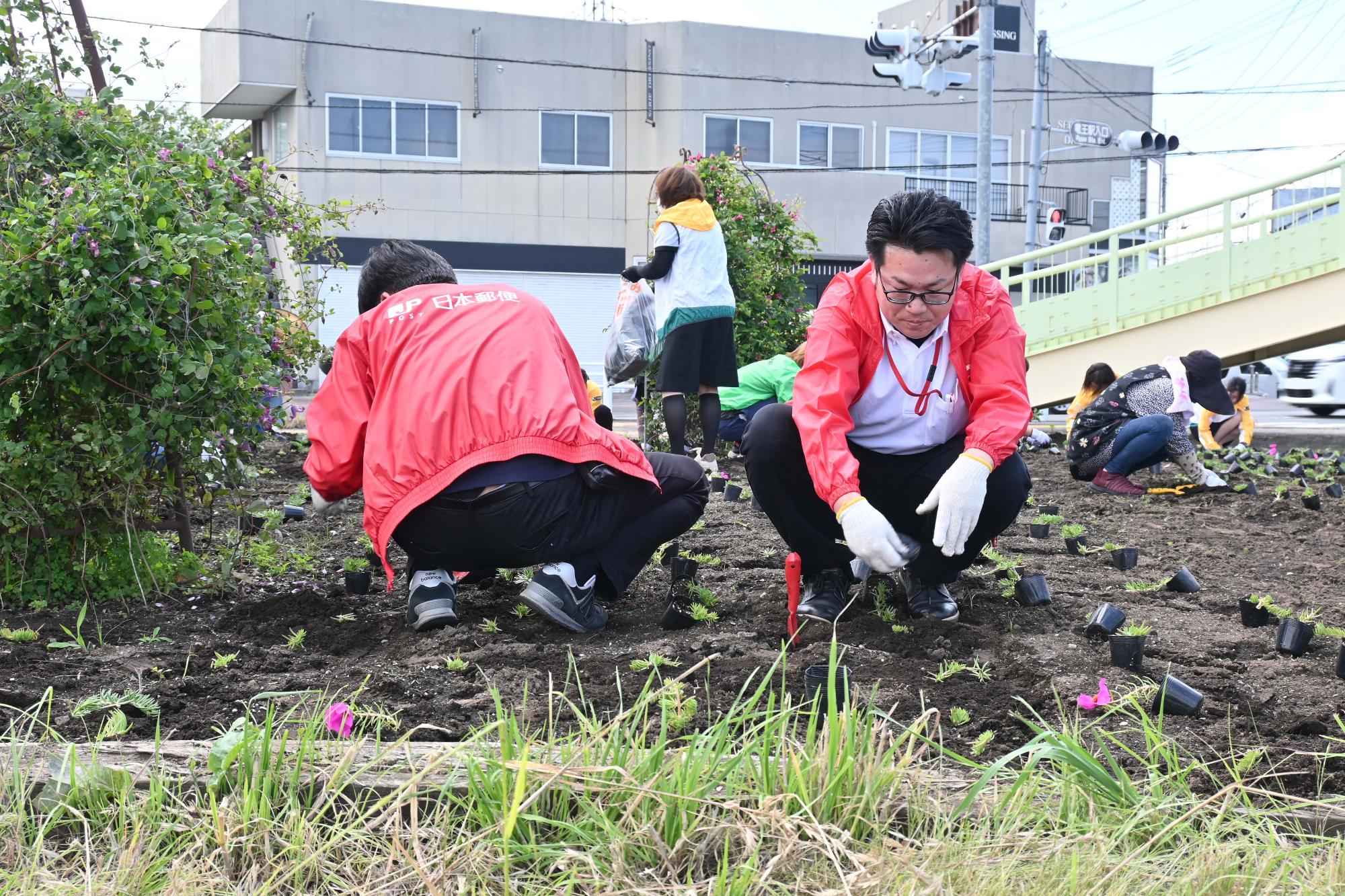春の一斉植花5699