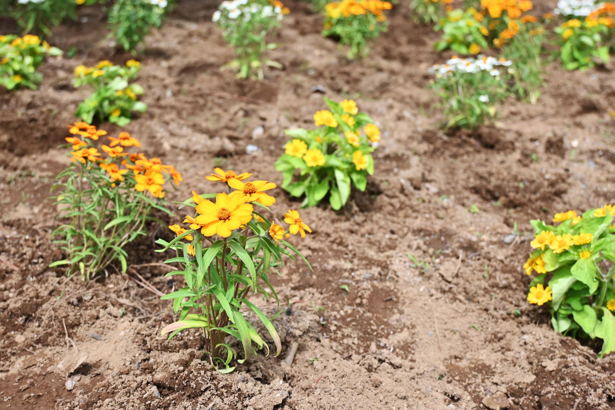 春の一斉植花5738