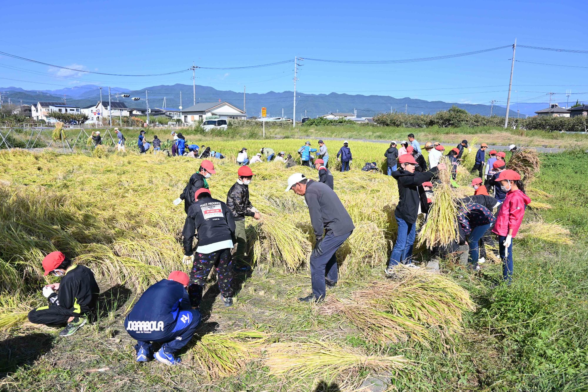 竜王南小稲刈り0760