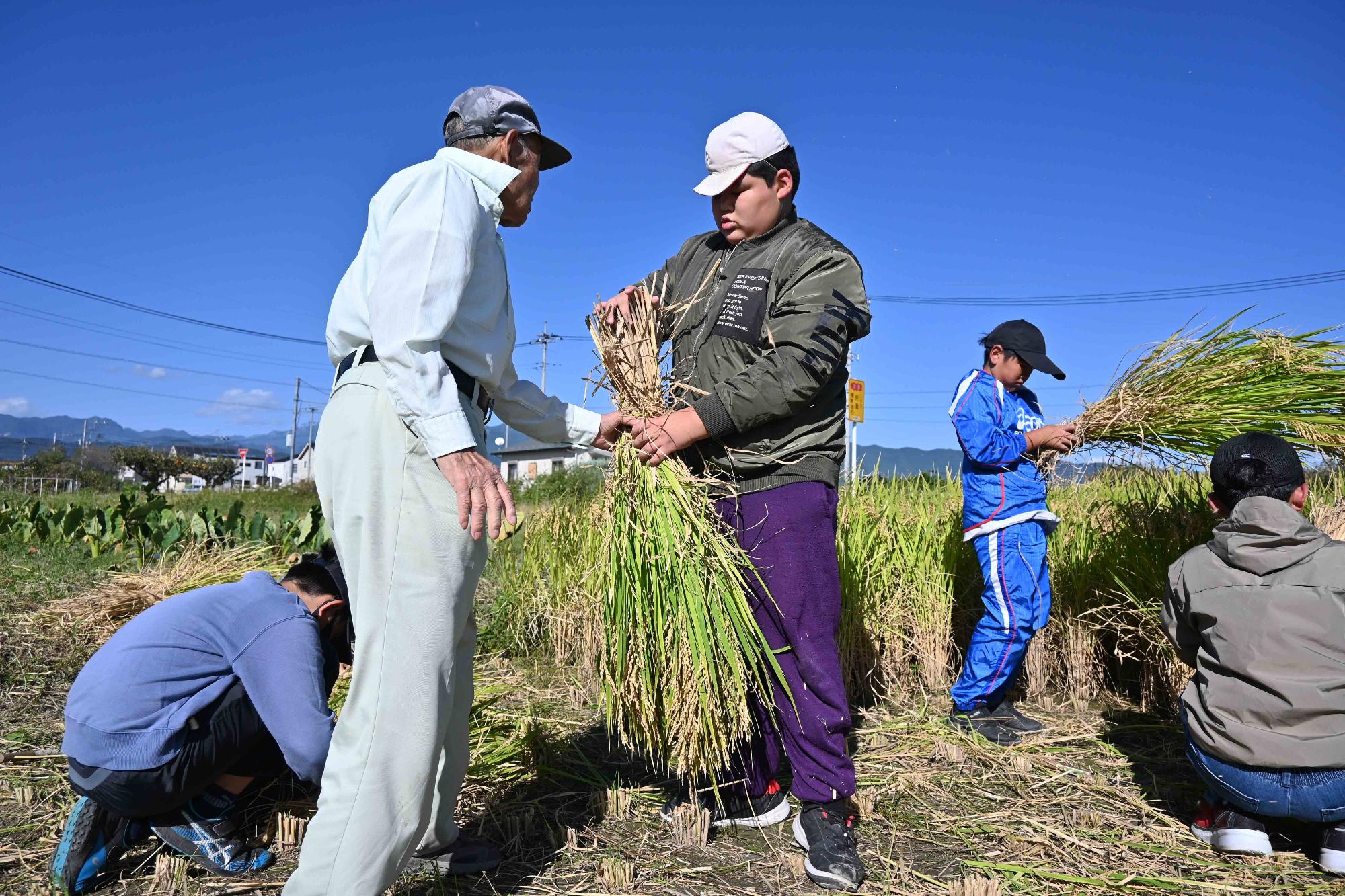 竜王南小稲刈り0816