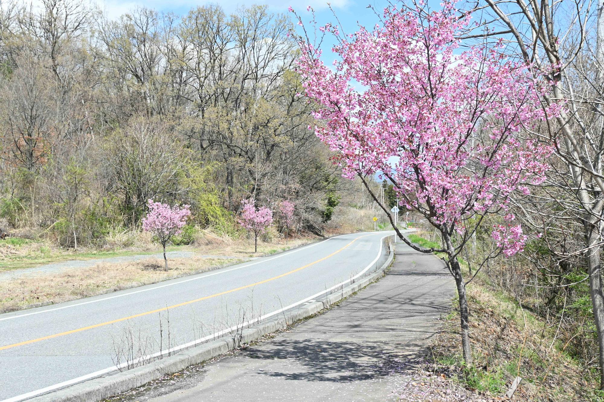 桜の花を守る会9232