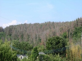 松くい虫被害を受けた市内山林の写真