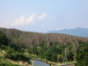 松くい虫被害を受けた市内山林の写真