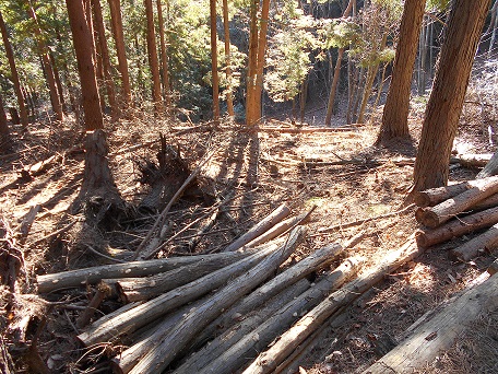 市内の森林に放置されたままの木材(林地残材)の写真