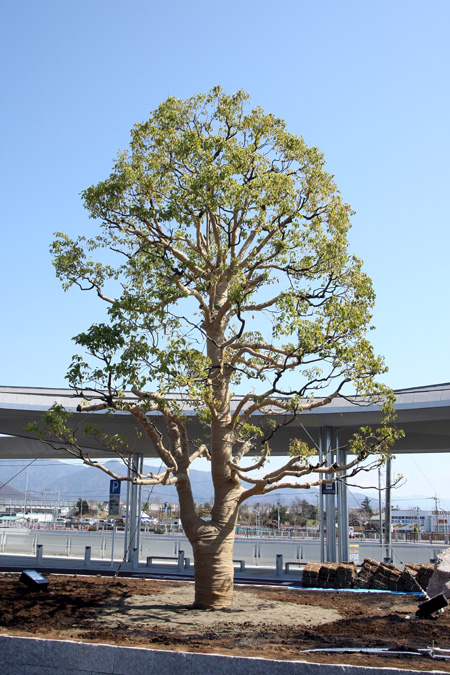 竜王駅北口に植えてあるクスノキの写真