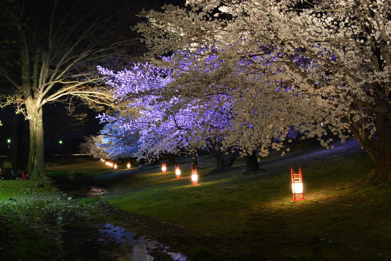 桜のライトアップの写真