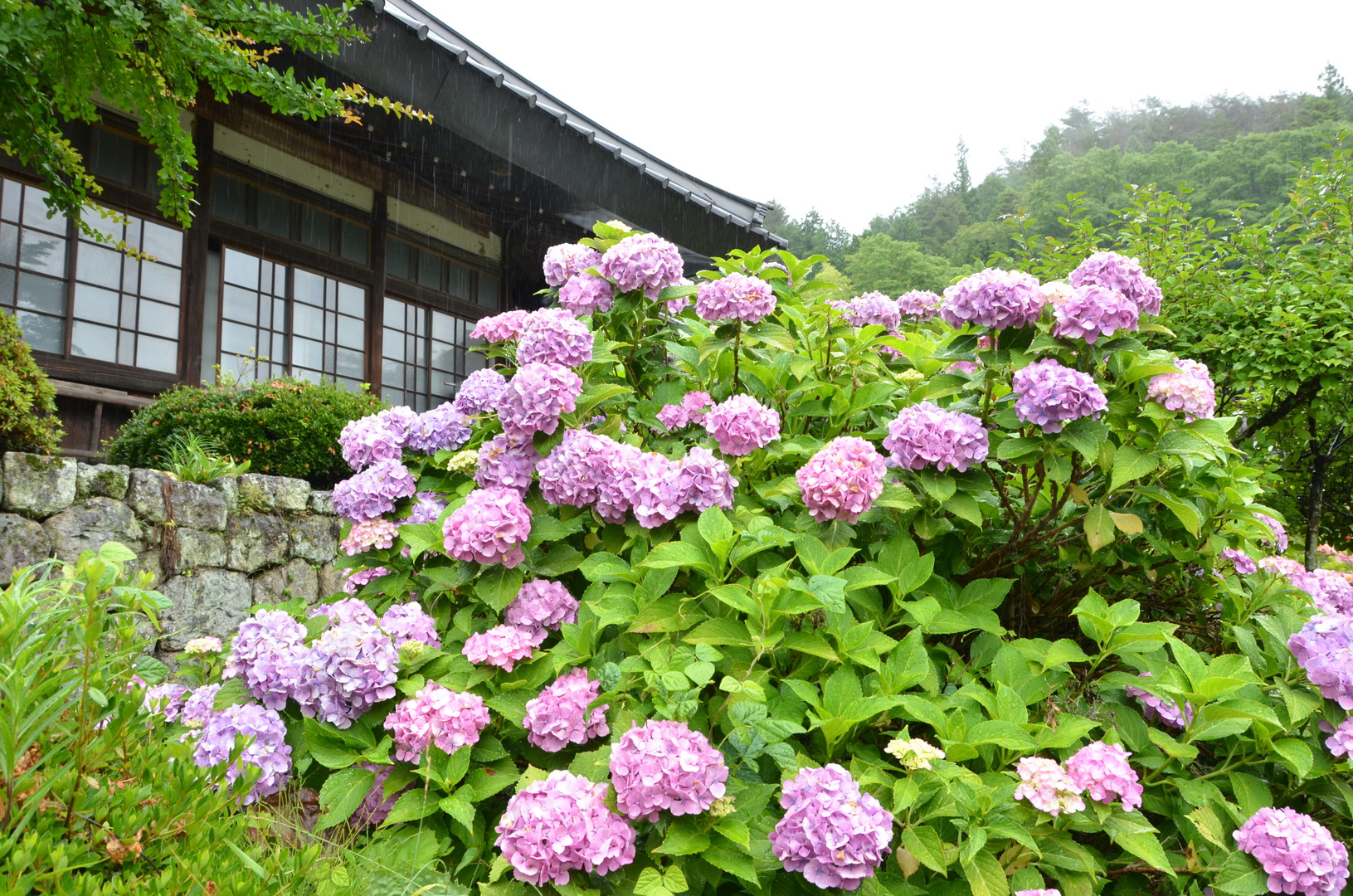 紫陽花の写真