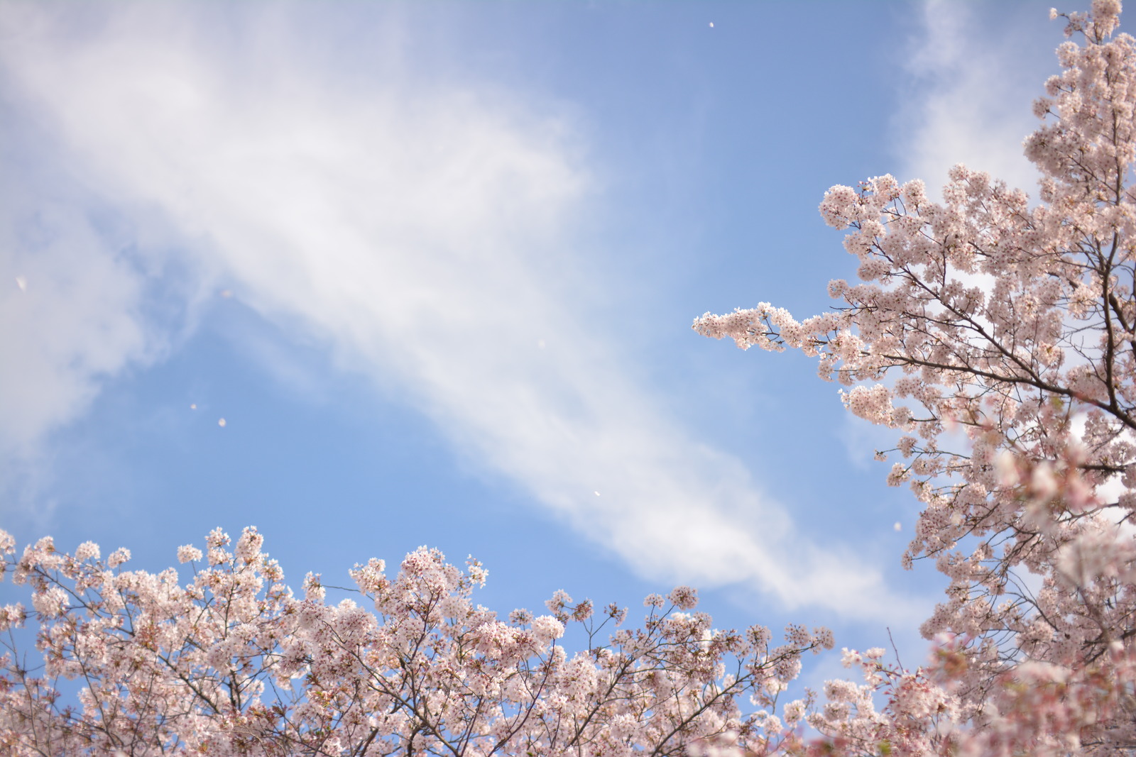桜越しの青空の写真