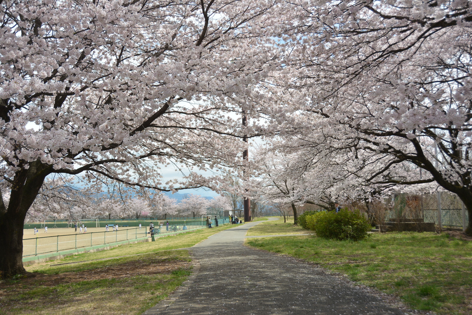 双葉スポーツ公園の桜の写真