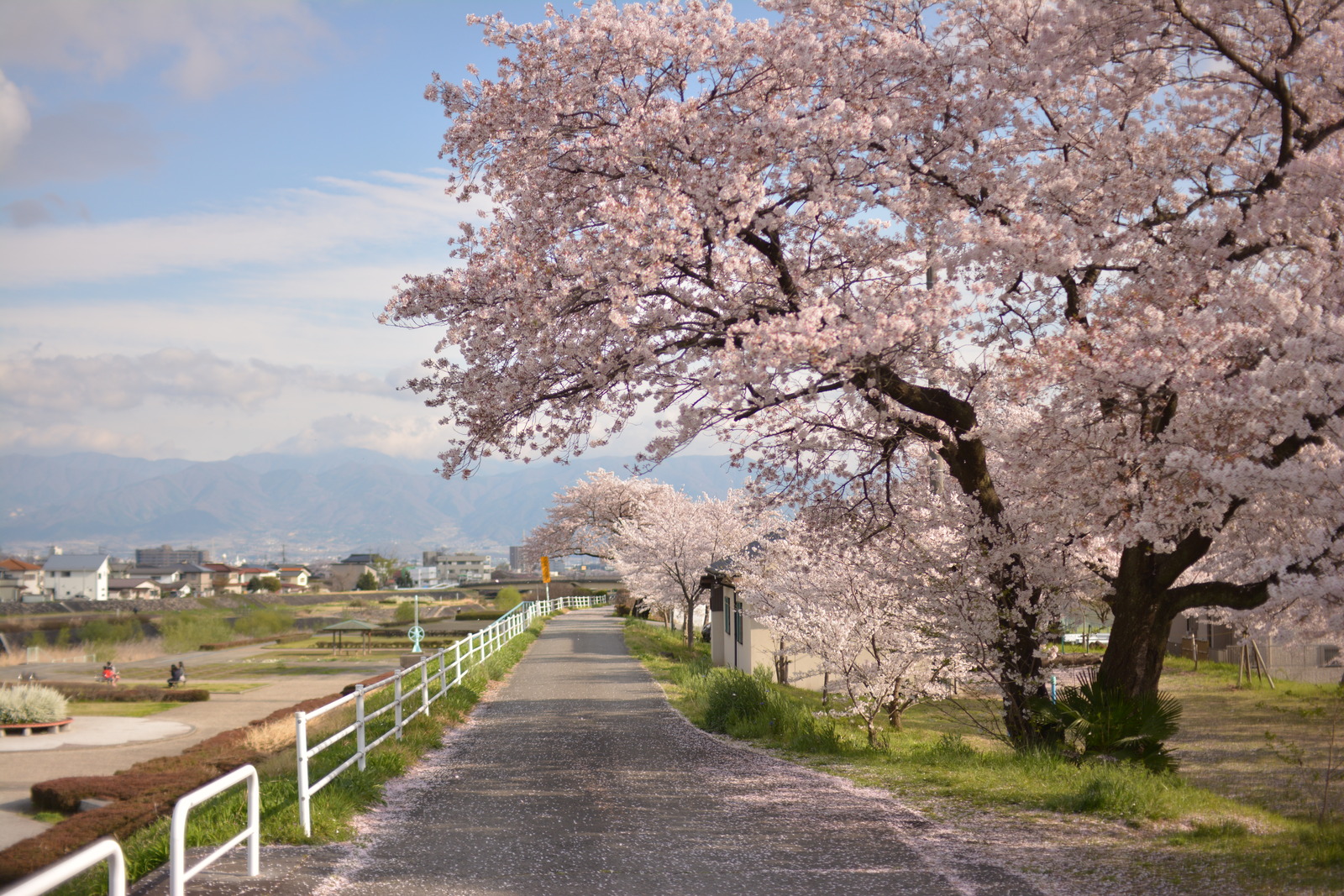 上条河原の桜の写真