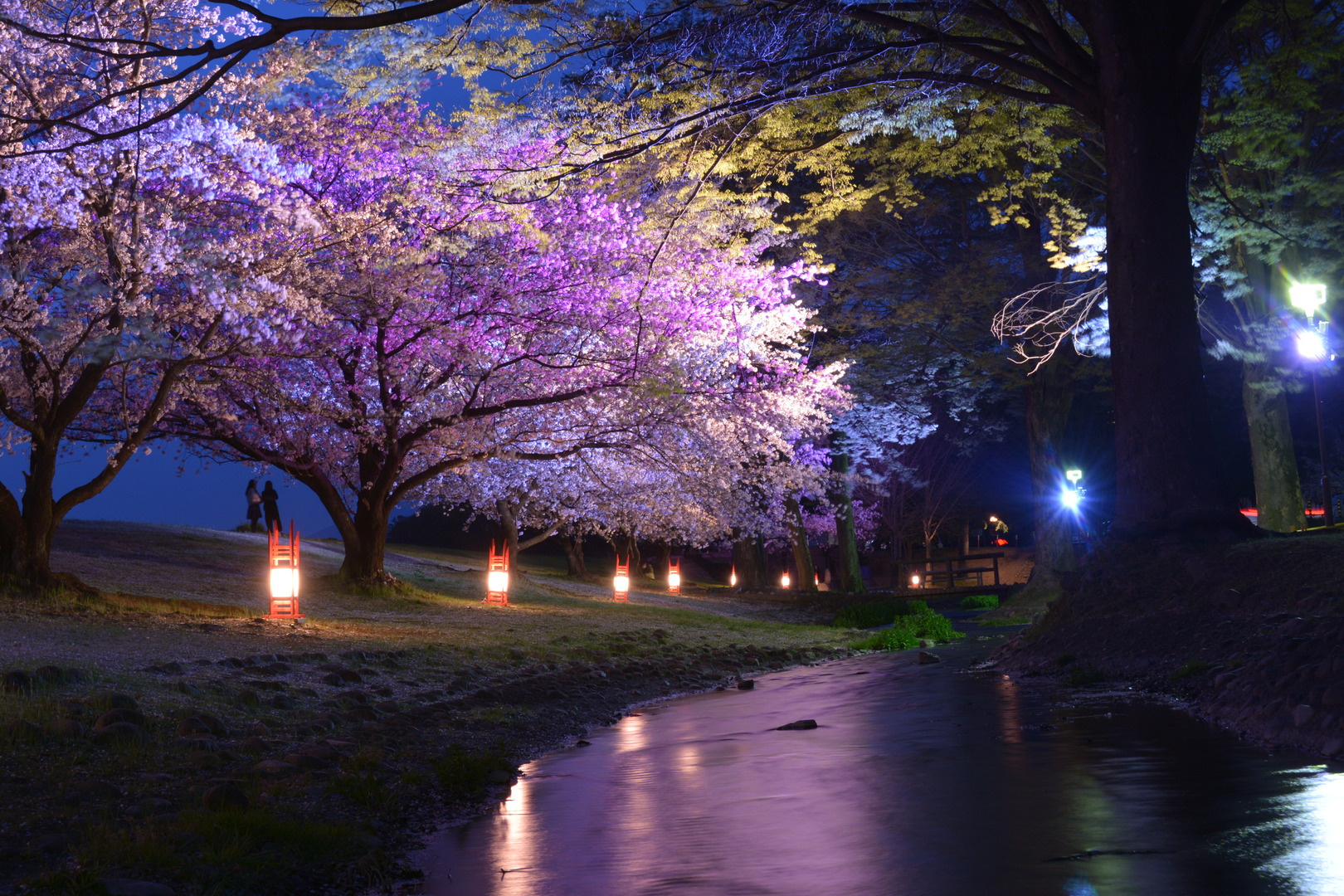 ライトアップされた桜の写真