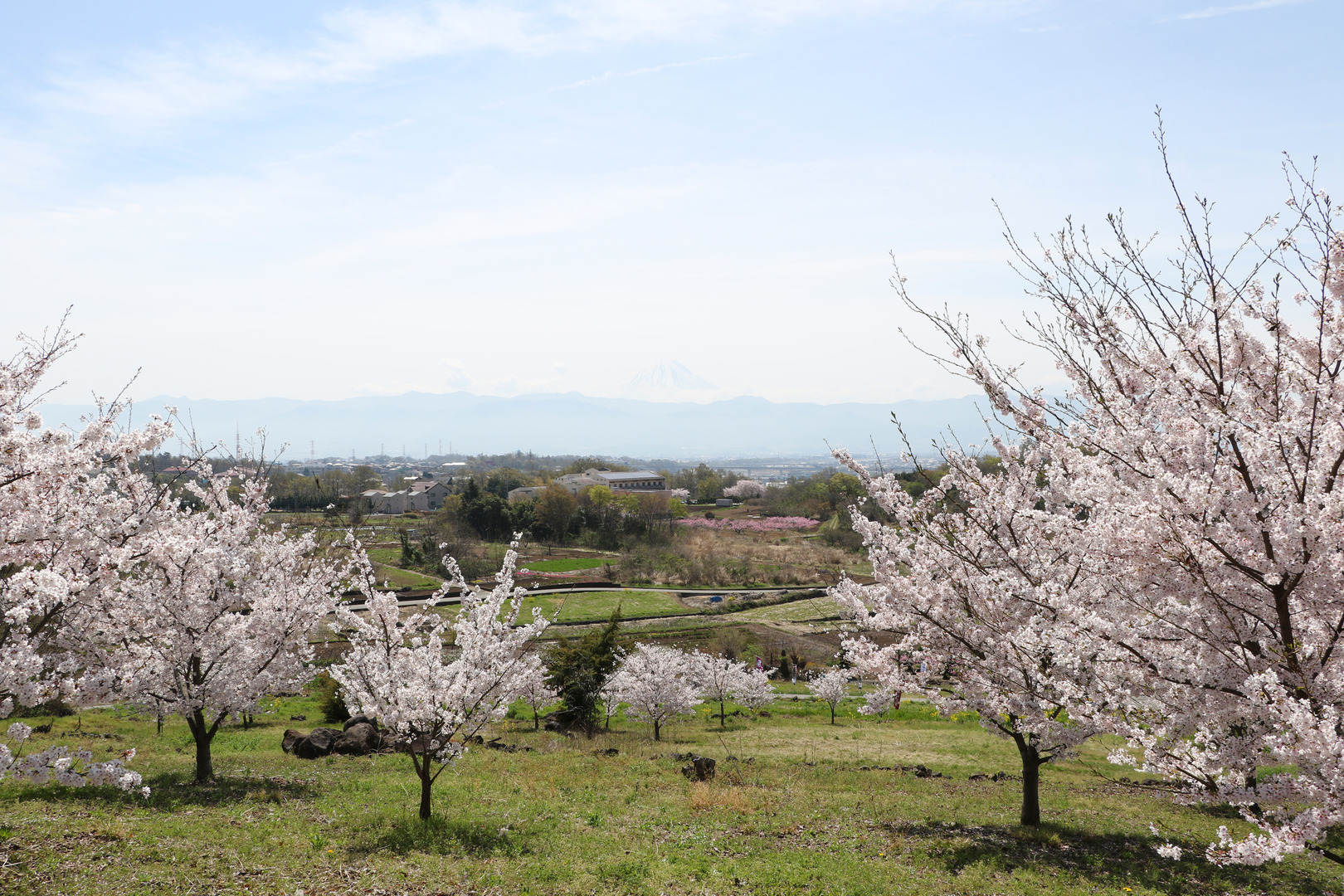 宇津谷桜の写真