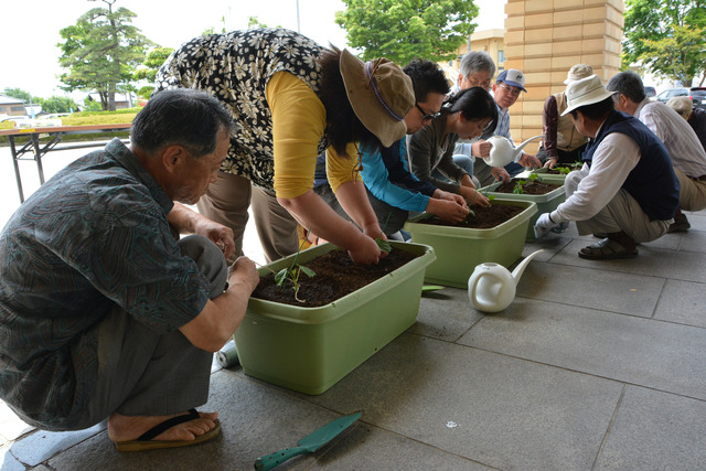 プランターに苗を植えている人々の写真