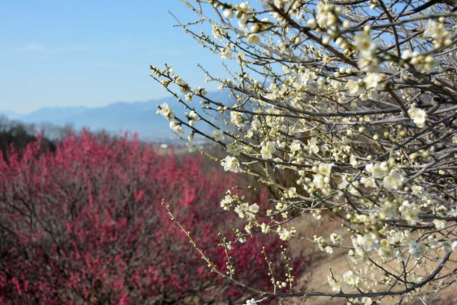 (写真)甲斐敷島梅の里の梅