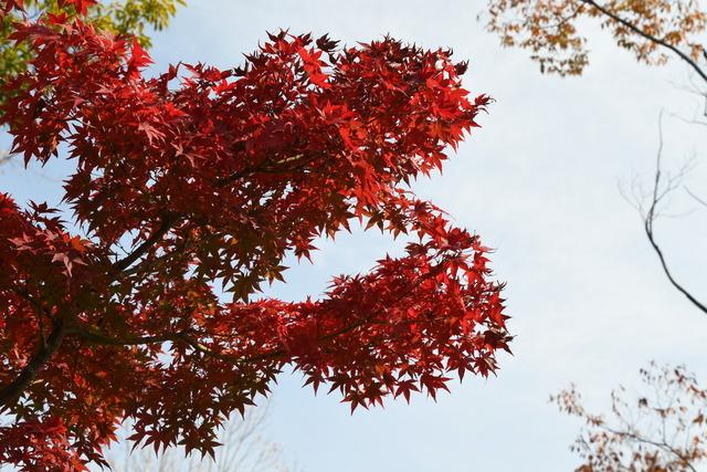 紅葉の写真