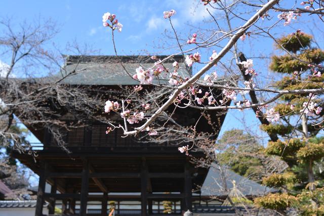 慈照寺のヒガンザクラの写真2
