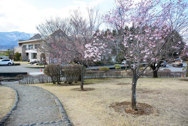 西八幡公園のフジザクラの写真2