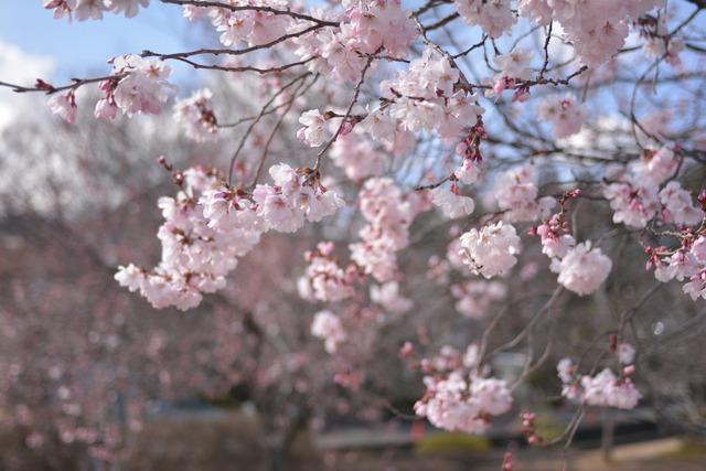 西八幡公園のフジザクラの写真1