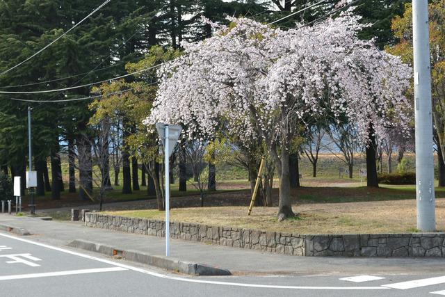 釜無川スポーツ公園南側のシダレザクラの写真2
