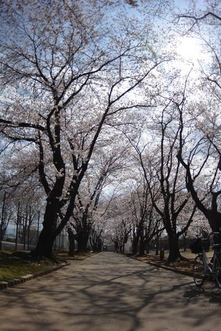 中下条公園のヒガンザクラの写真1