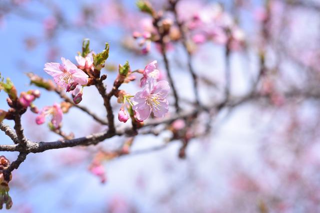 玉幡公園の河津桜の写真1