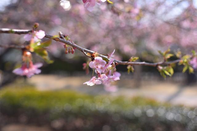 玉幡公園の河津桜の写真2