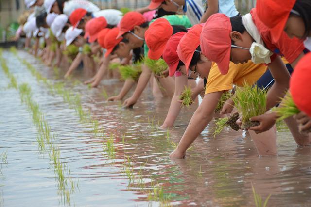 敷島北小学校田植えの様子の写真3