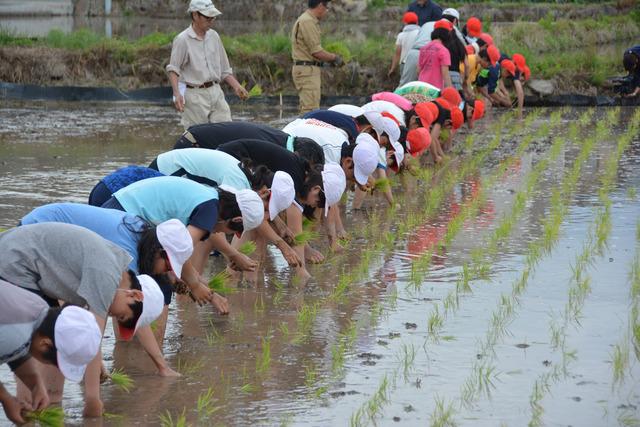 敷島北小学校田植えの様子の写真5