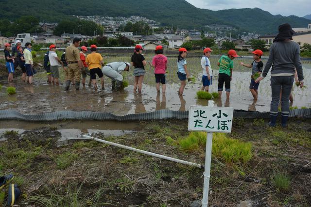 敷島北小学校田植えの様子の写真6